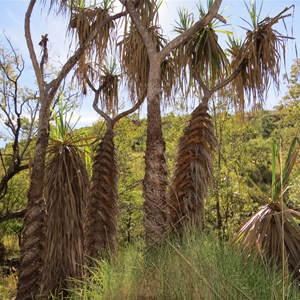 Spiral pandanus trackside