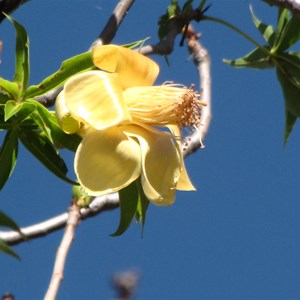 Boab blossom out of season