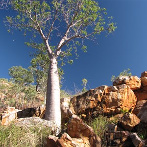 Boab among the boulders