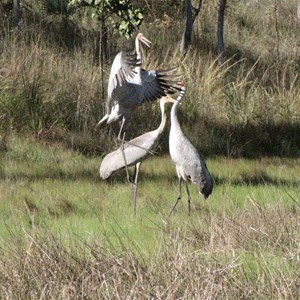 A bit of a flap