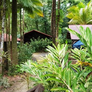 Cabins are in a jungle setting