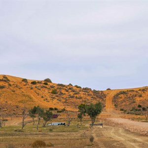 Birdsville Little Red