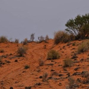 Birdsville Little Red