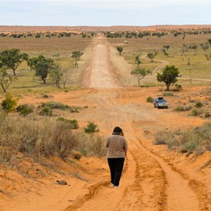 Birdsville Little Red