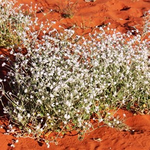 The sand hills are lightly vegetated