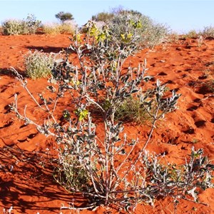 Flowering shrub on the sand hills