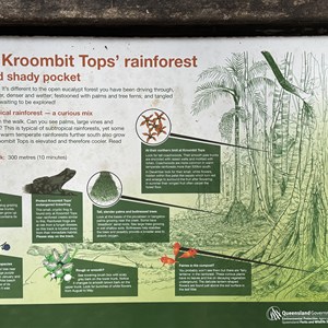 Rainforest walk