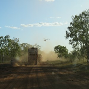 Cattle truck traffic jam well under limit