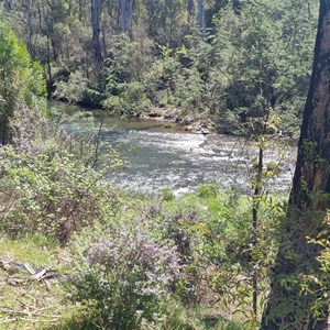 Manna Gum Campground