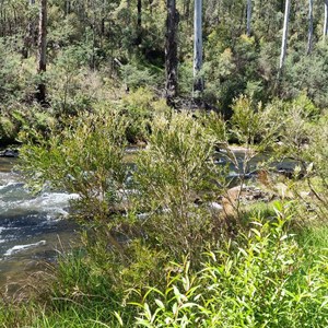 Manna Gum Campground