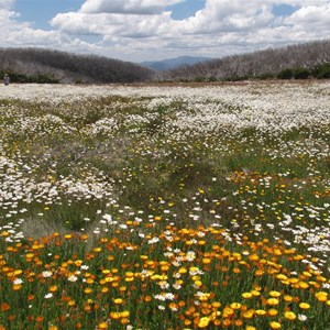 Alpine wildflowers Jan 2012