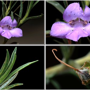 Wildflowers from Eromanga