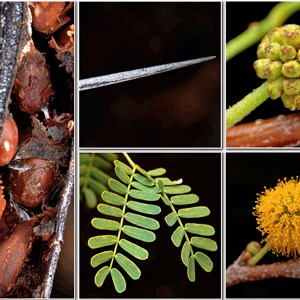 Wildflowers from Eromanga