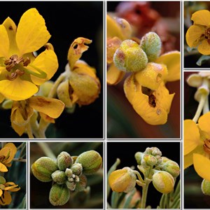 Wildflowers from Eromanga