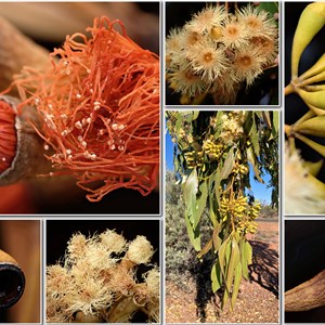 Wildflowers from Eromanga