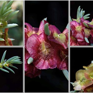 Wildflowers from Eromanga