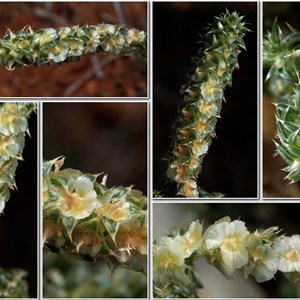 Wildflowers from Eromanga