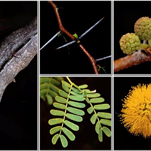 Wildflowers from Eromanga