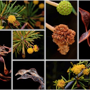 Wildflowers from Eromanga