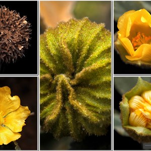 Wildflowers from Eromanga