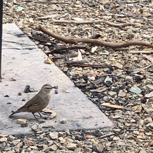 Honey eater picnic area