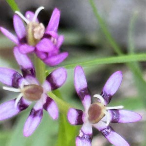 Honeyeater Picnic Area