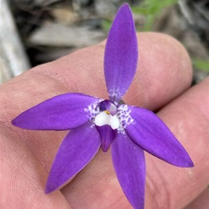 Honeyeater Picnic Area