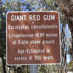 Orroroo Giant Gum 