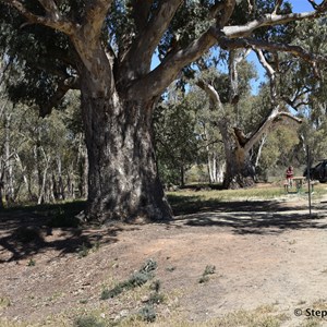 Orroroo Giant Gum 