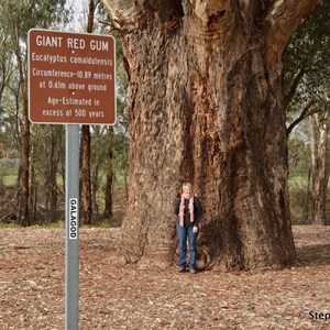 Orroroo Giant Gum 