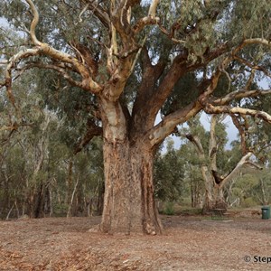 Orroroo Giant Gum 