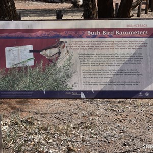 Wood Duck Dam 