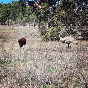 WhiteGum Farm Caravan Park