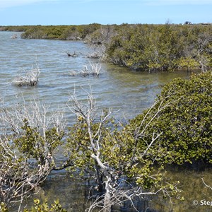 Cowell Mangrove Boardwalk