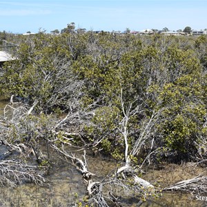 Cowell Mangrove Boardwalk