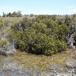 Cowell Mangrove Boardwalk