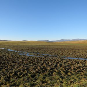 Feral horse damage