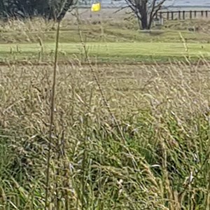 Guyra Golf Course