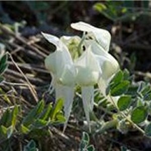 White Sturt Pea 