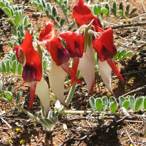 Red and White Sturt Pea