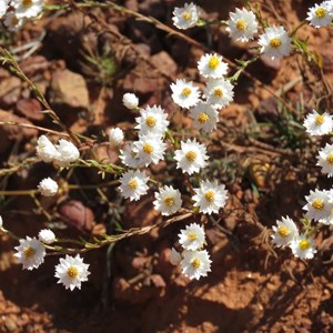 White everlastings