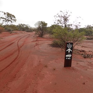 Forrest Lookout