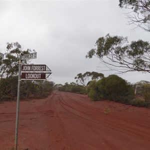 Forrest Lookout