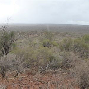 Forrest Lookout