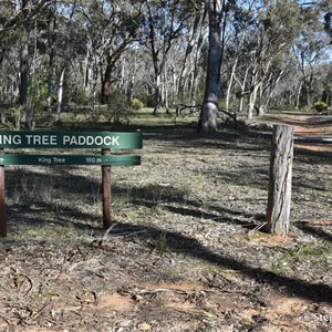 Wirrabara Forrest King Tree