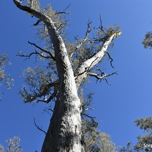 Wirrabara Forrest King Tree