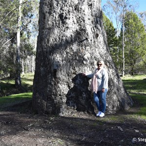 Wirrabara Forrest King Tree