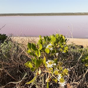 Pink Lake Lookout