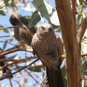 Keeping a watchful eye