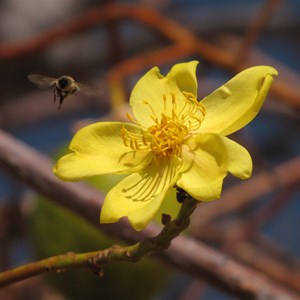 Kapok pollination